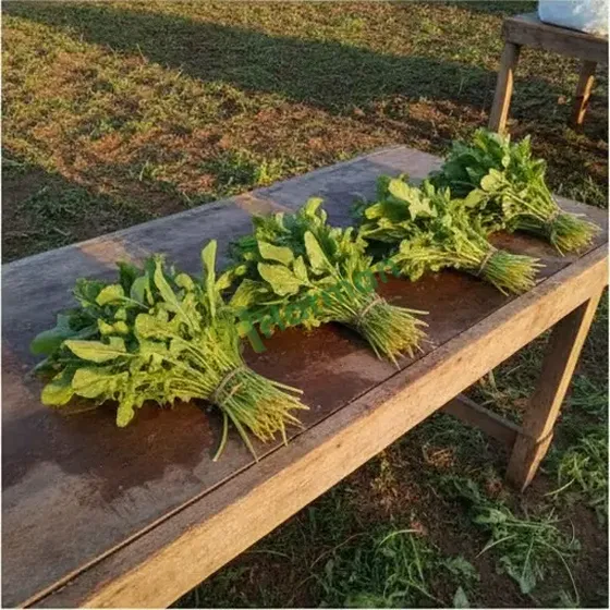 Arugula
