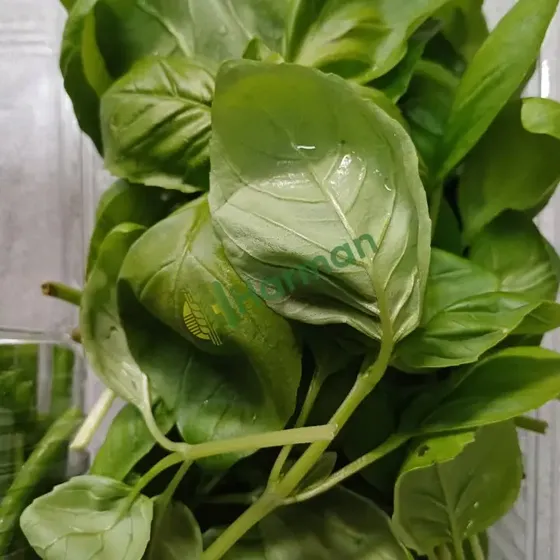 Basil