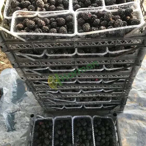 Blackberries