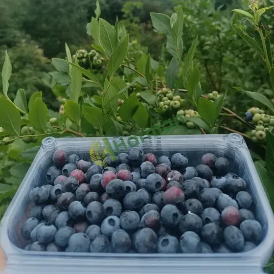 Blueberries