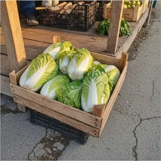 Bok Choy