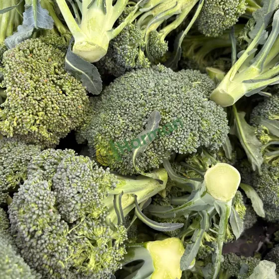 Broccoli