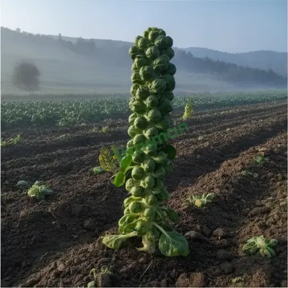 Brussels Sprouts