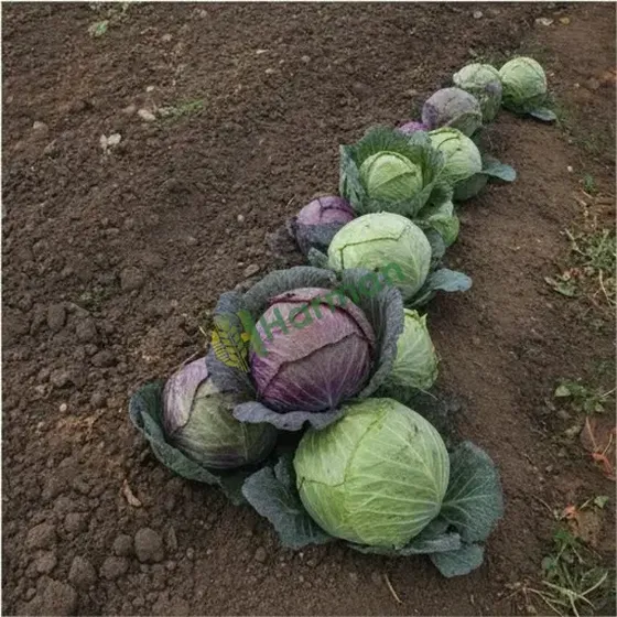 Cabbage