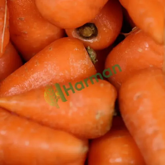 Carrots