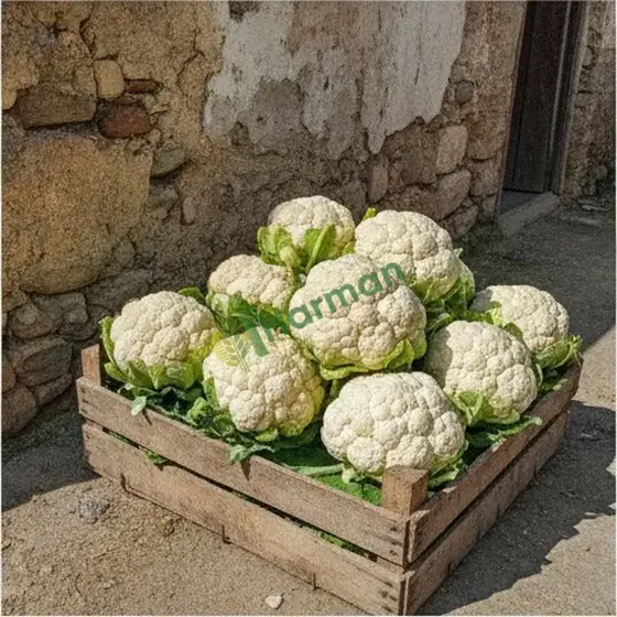 Cauliflower