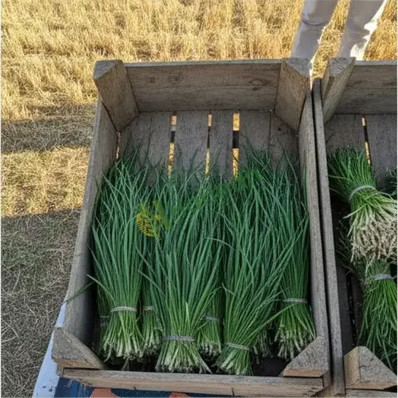 Chives