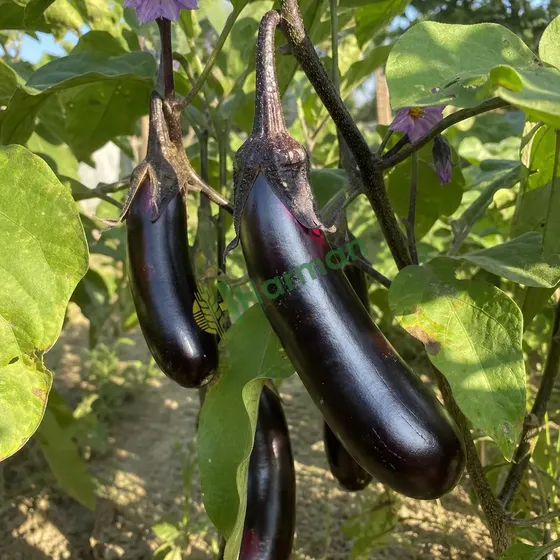 Eggplant