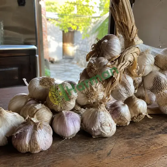 Garlic