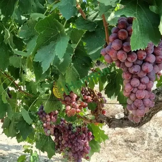 Grapes