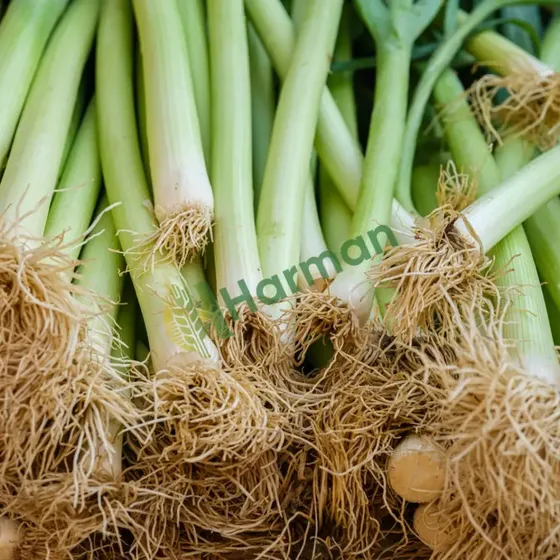Green Onions