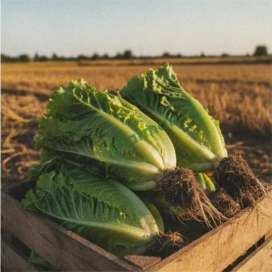 Lettuce
