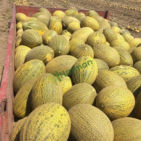 Melons