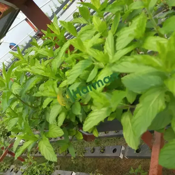 Mint