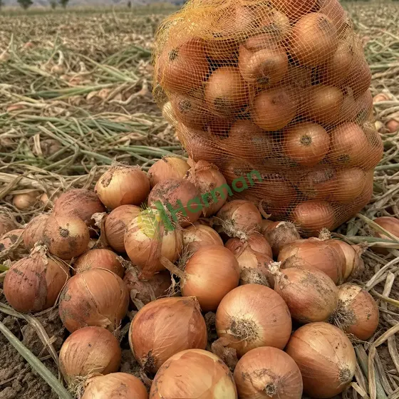 Onions
