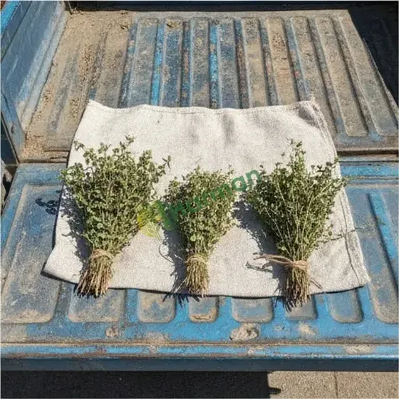 Oregano