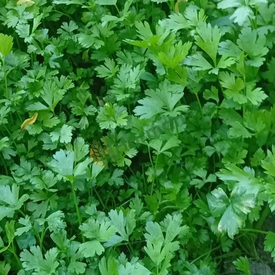 Parsley