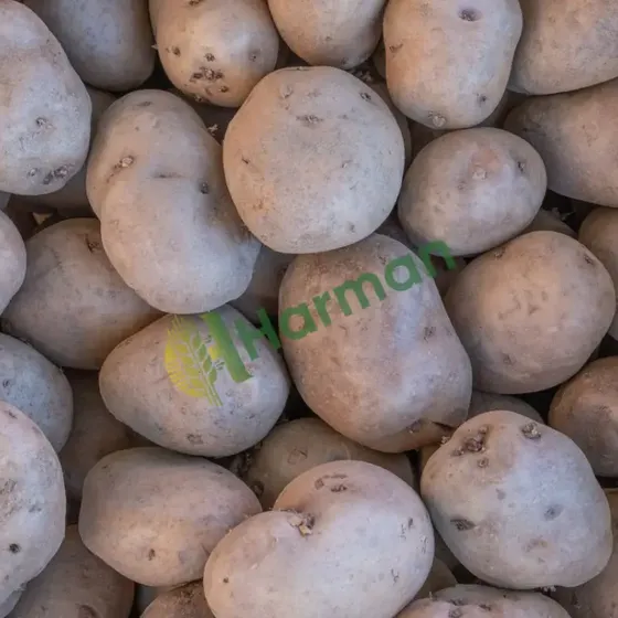 Potatoes