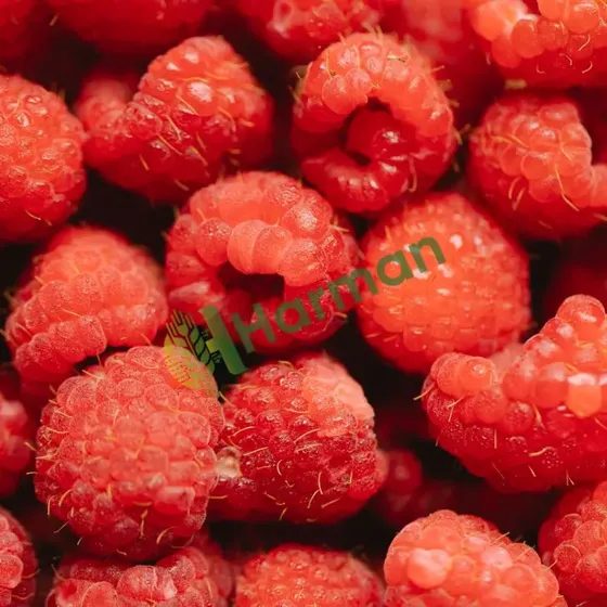 Raspberries