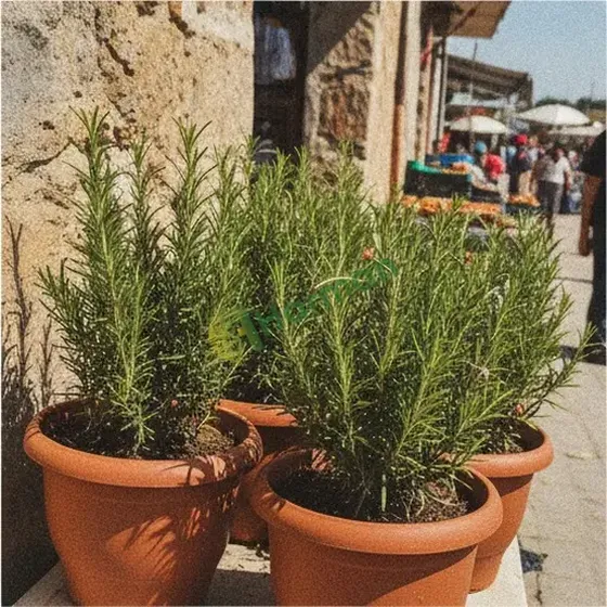 Rosemary