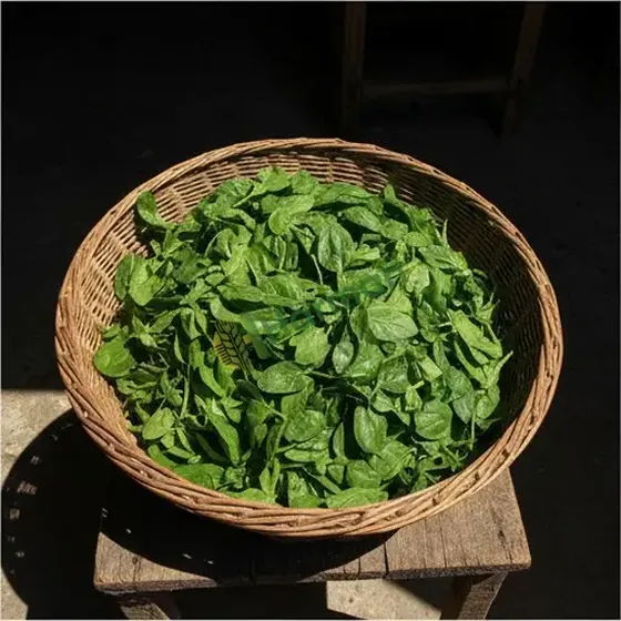 Spinach