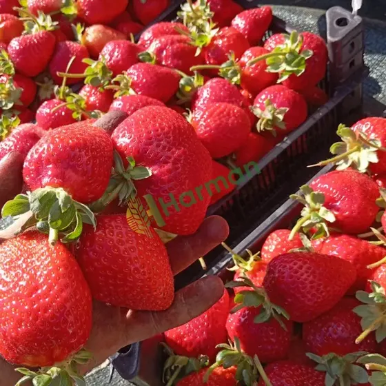 Strawberries