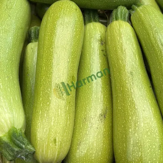 Summer Squash