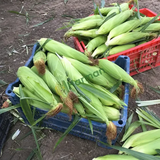 Sweet Corn