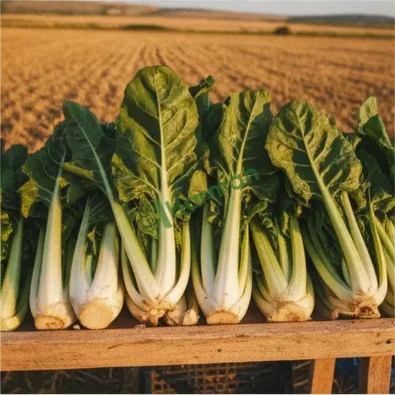 Swiss Chard