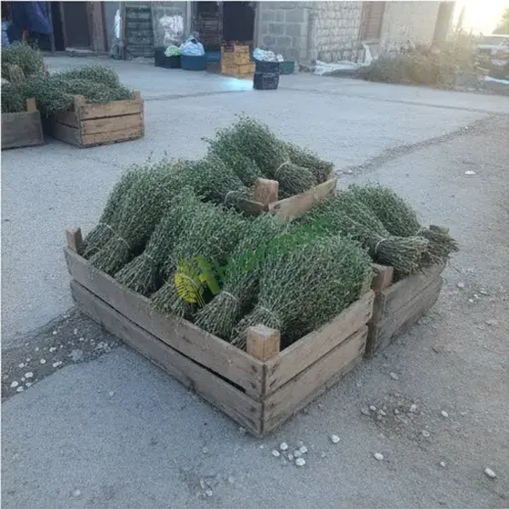 Thyme