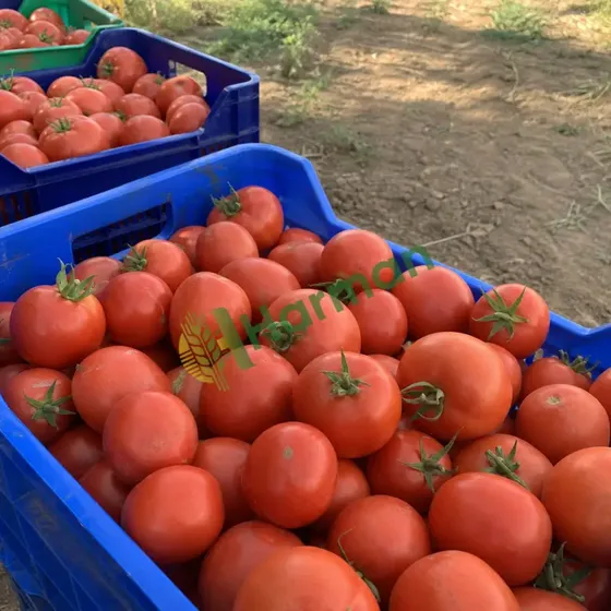 Tomatoes