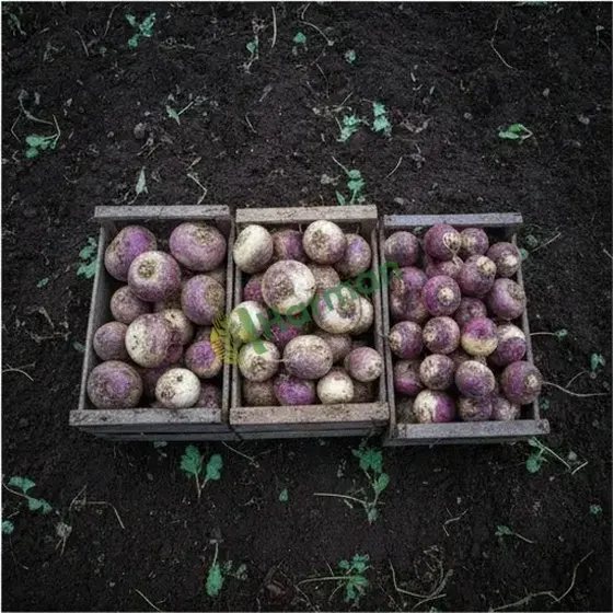 Turnips