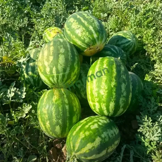 Watermelon