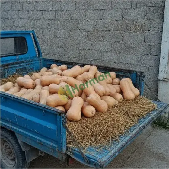 Winter Squash
