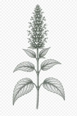 Anise Hyssop illustration