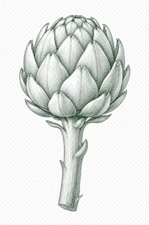 Globe Artichoke illustration