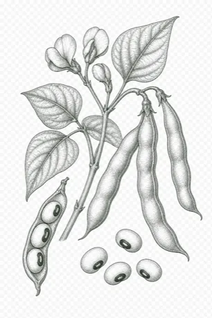 Black-Eyed Peas illustration