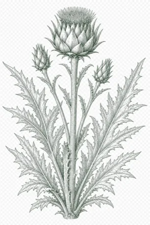 Cardoon illustration
