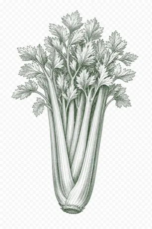 Celery illustration