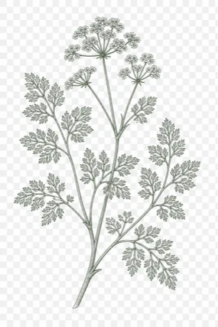 Chervil illustration