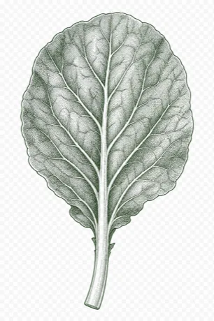 Collard Greens illustration