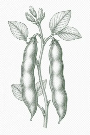 Fava Beans illustration