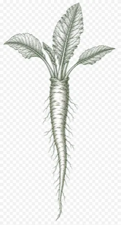 Horseradish illustration