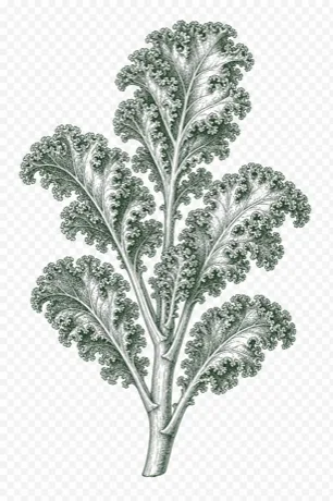 Kale illustration