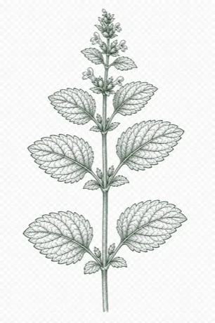 Lemon Balm illustration