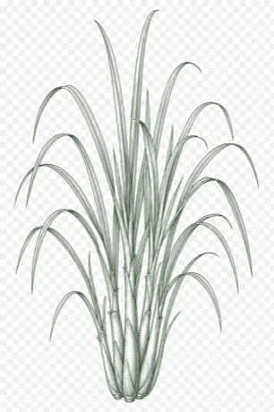 Lemongrass illustration