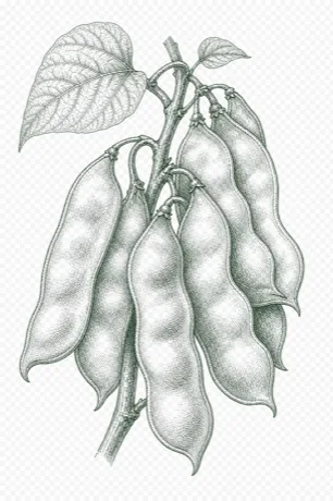Lima Beans illustration