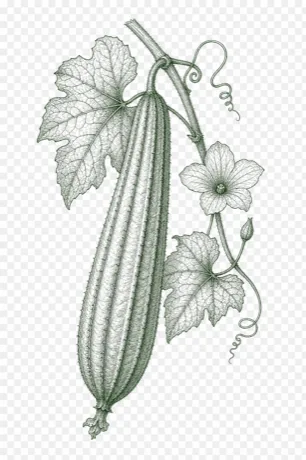 Luffa Gourd illustration
