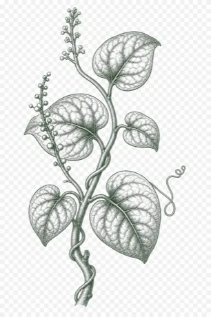 Malabar Spinach illustration