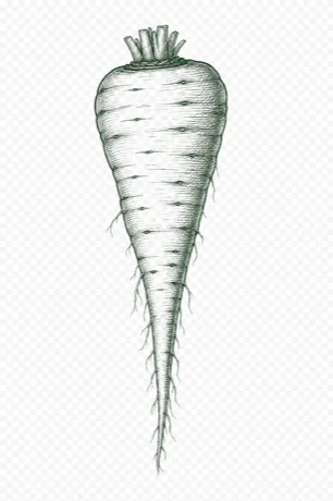 Parsnips illustration